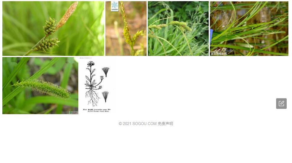 陇县薹草照片和图片/