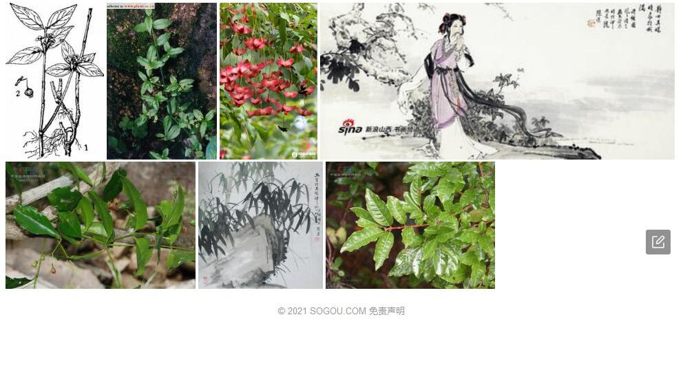 陈谋卫矛照片和图片/
