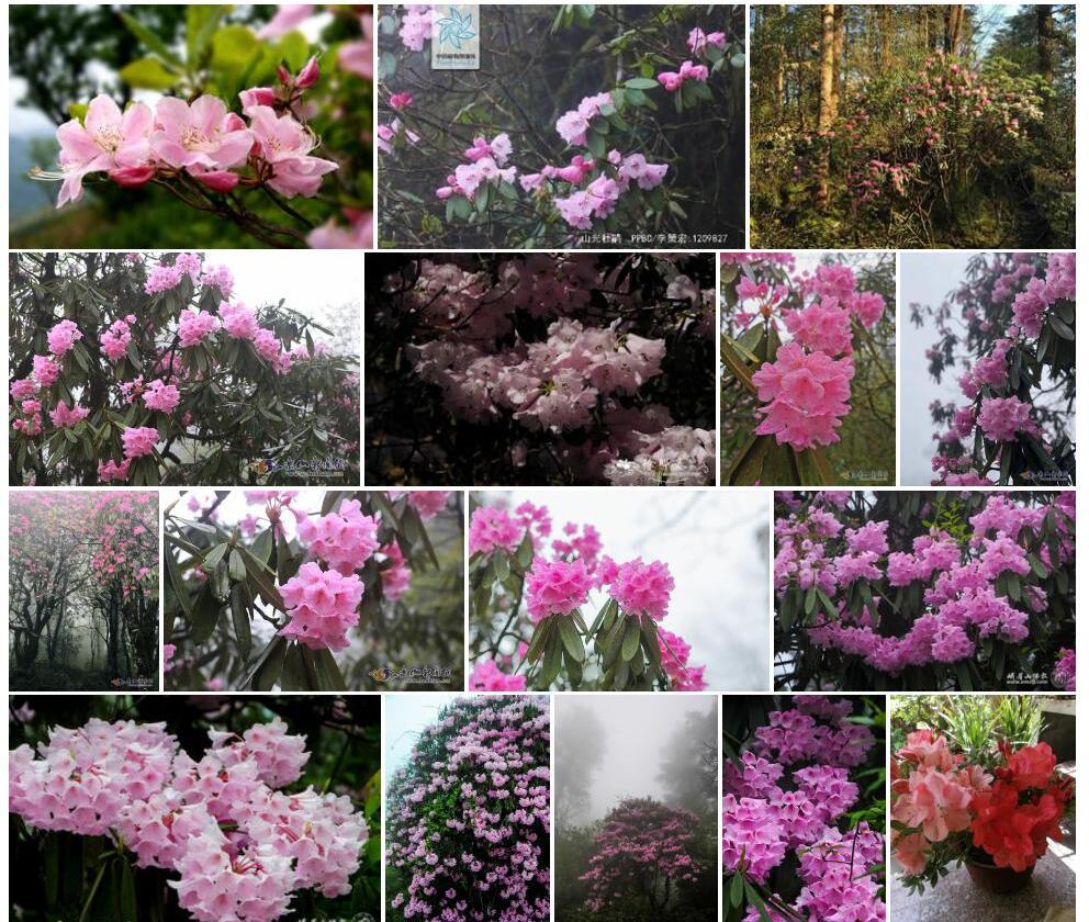 陕西山光杜鹃照片和图片/