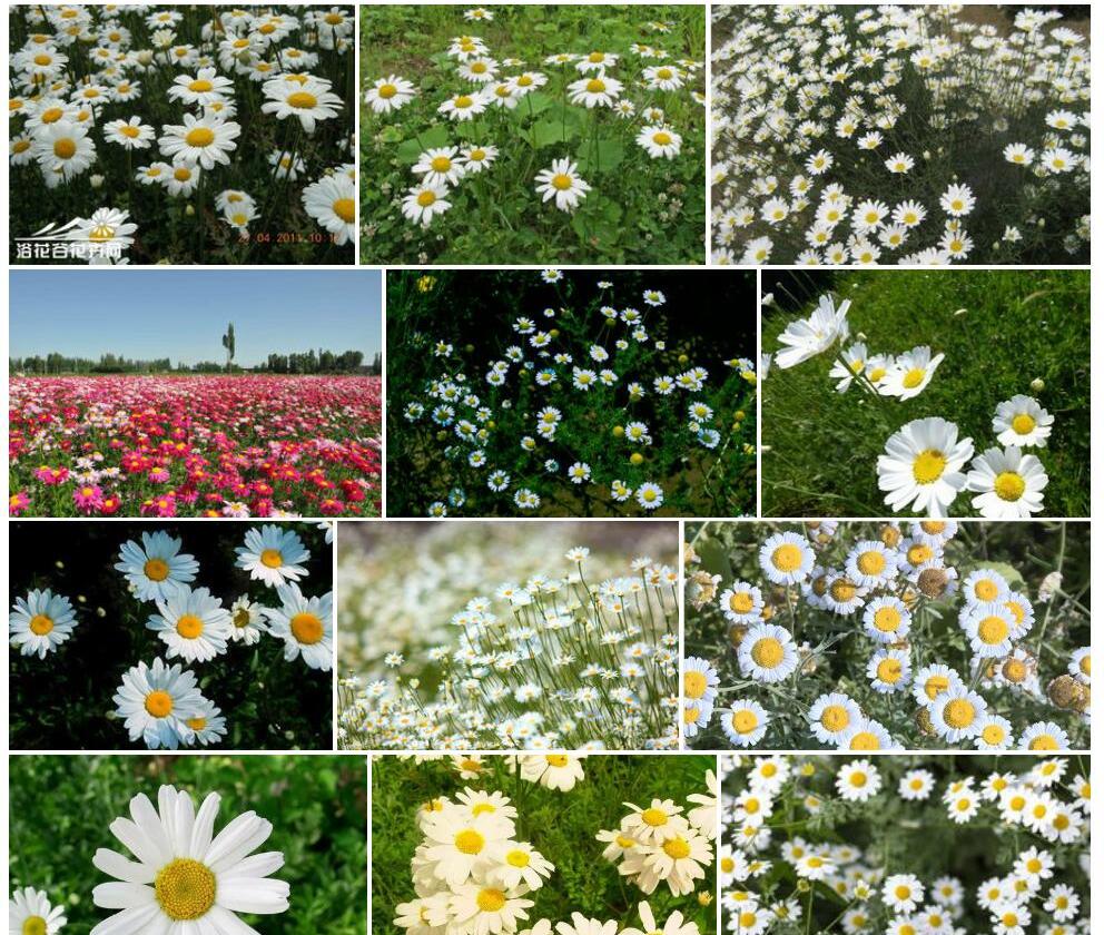 除虫菊照片和图片/