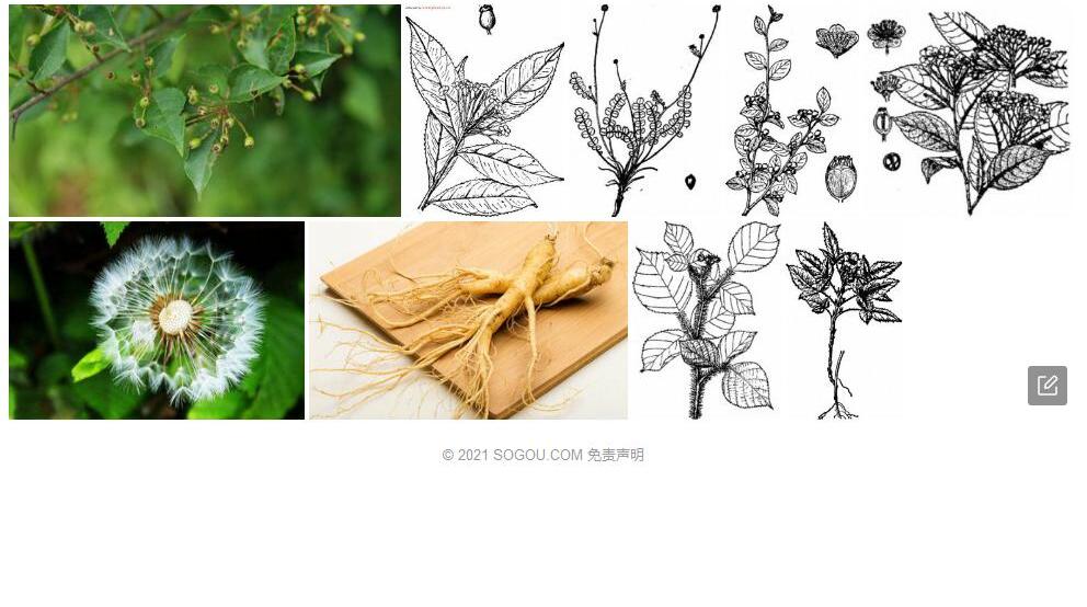 陷脉石楠照片和图片/