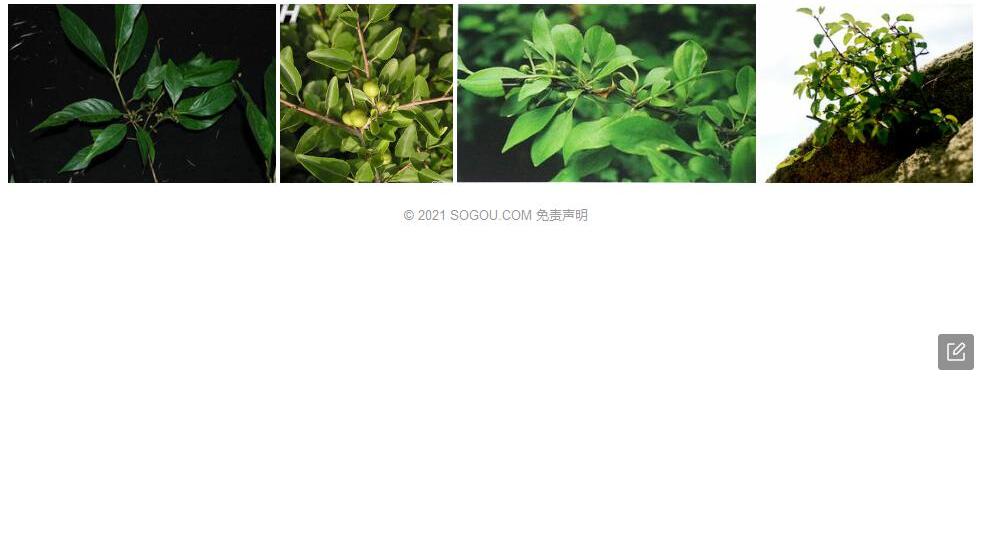 陷脉鼠李照片和图片/