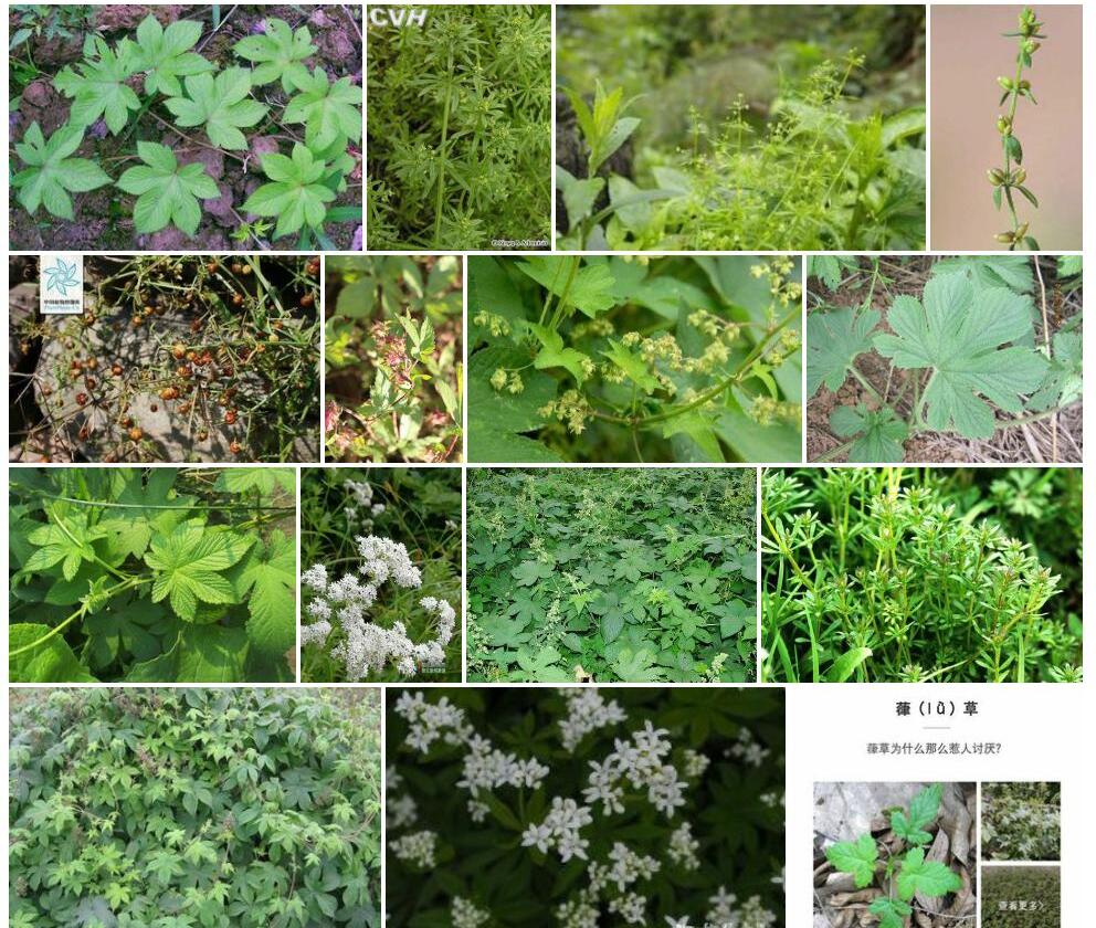 隆子拉拉藤照片和图片/