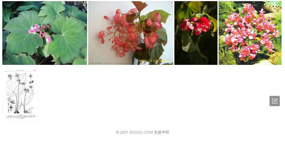 隆安秋海棠照片和图片/