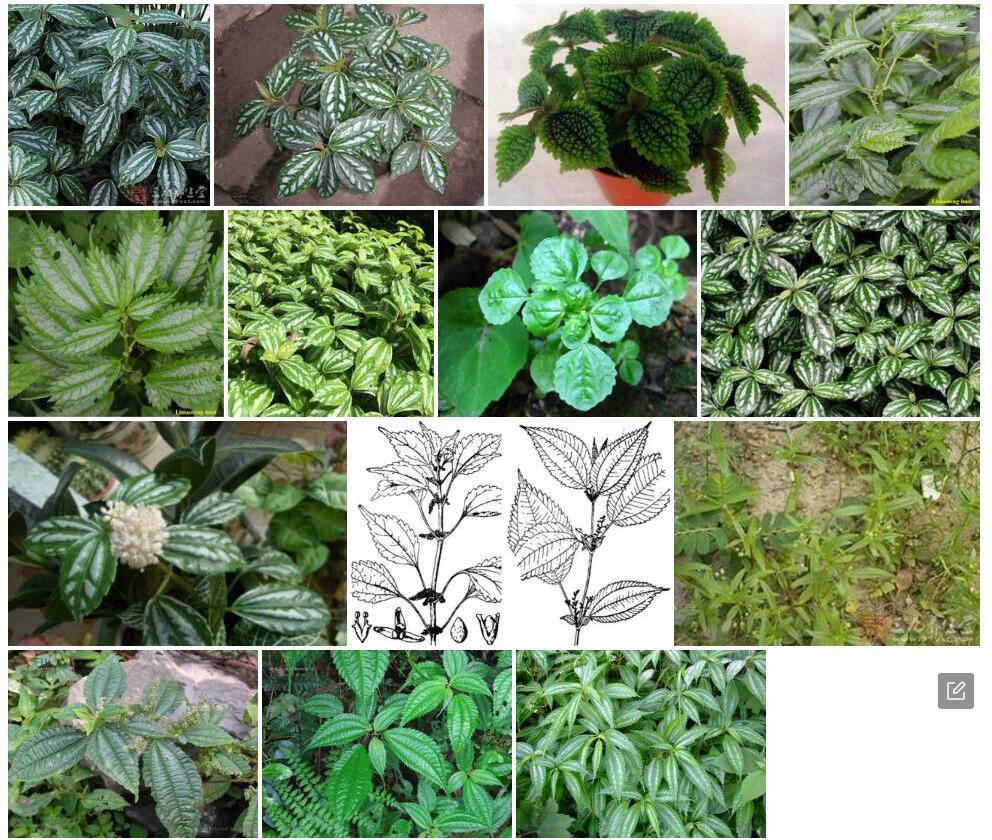 隆脉冷水花照片和图片/