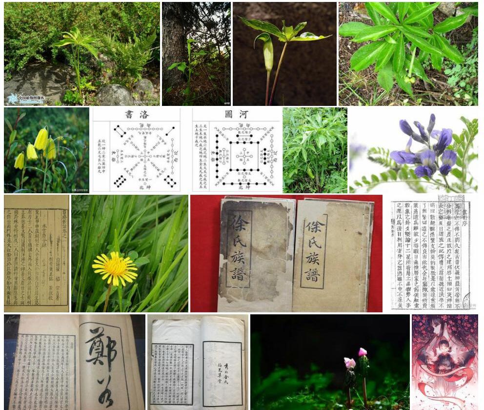 隐序南星照片和图片/