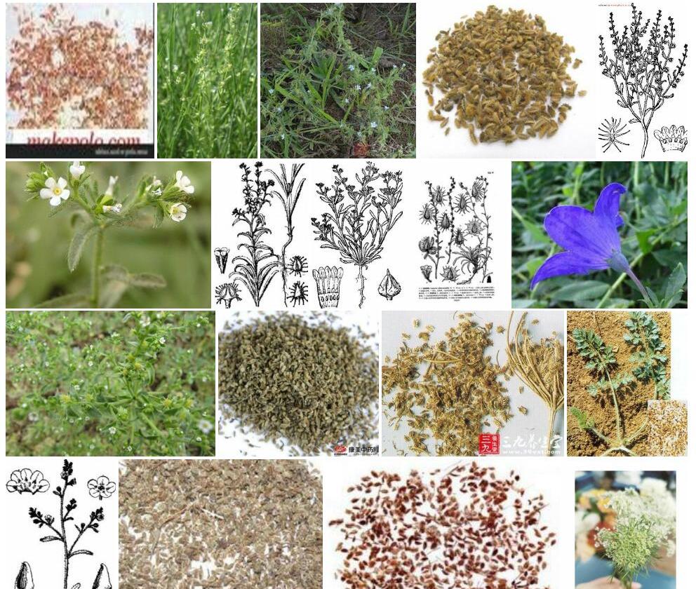 隐果鹤虱照片和图片/