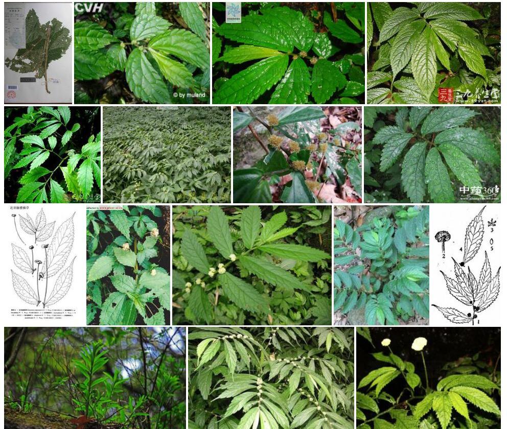 隐脉楼梯草照片和图片/