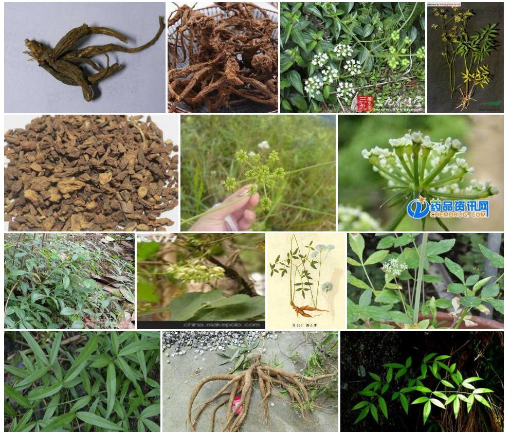 隔山香照片和图片/