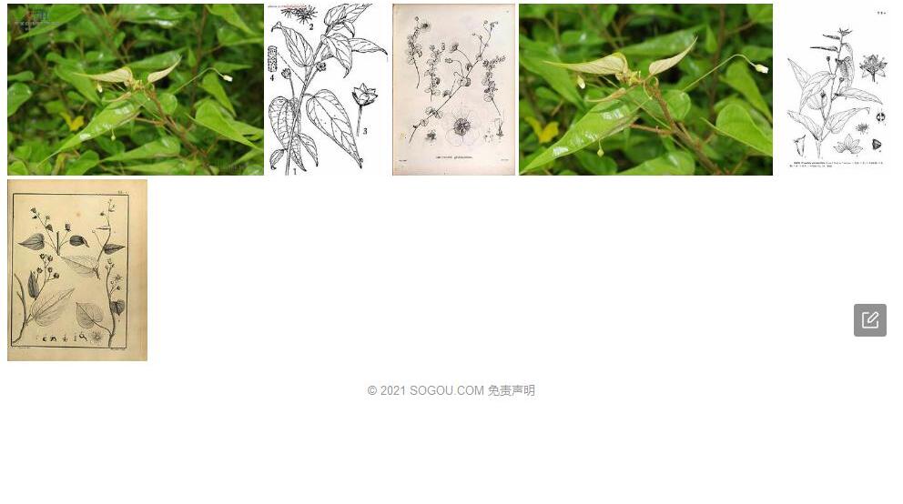 隔蒴苘照片和图片/