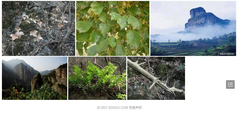 雁荡三角槭照片和图片/