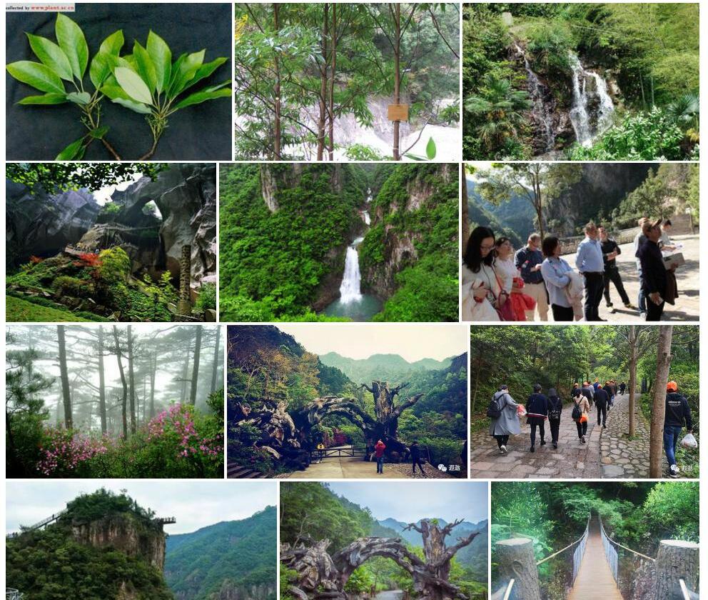 雁荡润楠照片和图片/