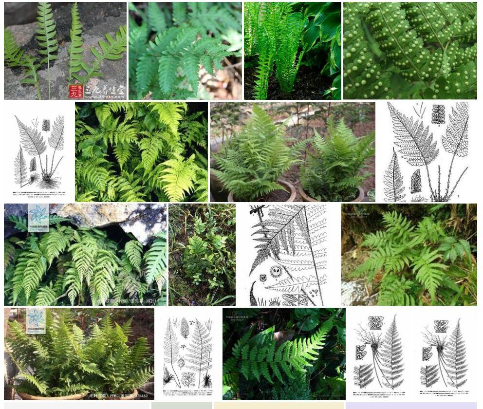 雅安茯蕨照片和图片/