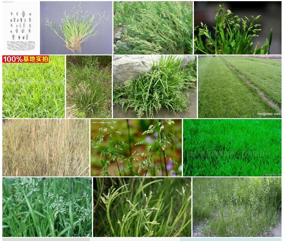 雅江早熟禾照片和图片/