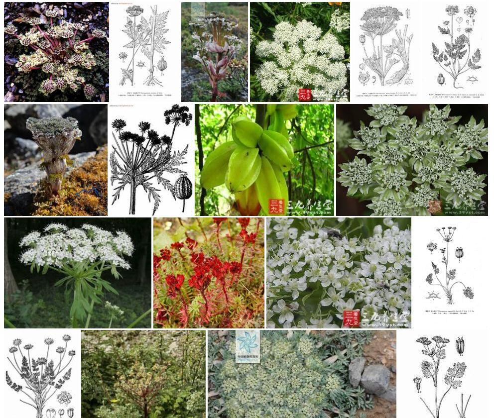 雅江棱子芹照片和图片/