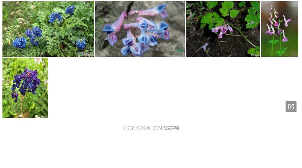 雅江紫堇照片和图片/