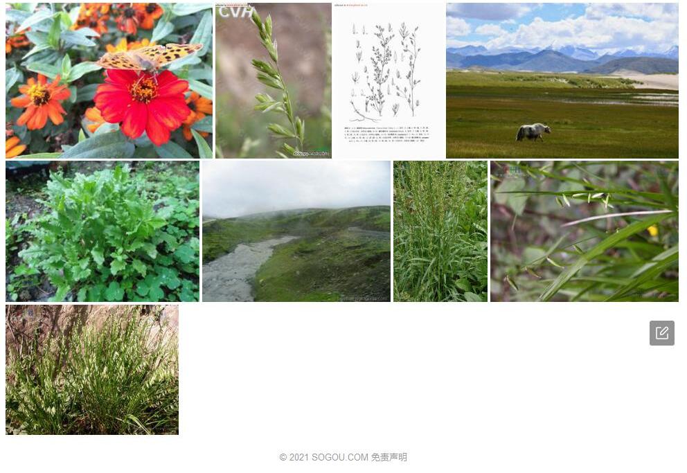 雅江臭草照片和图片/