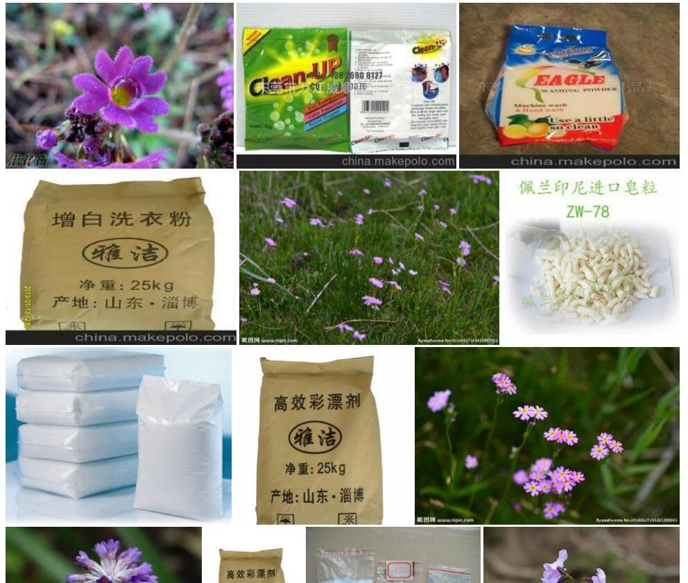 雅洁粉报春照片和图片/