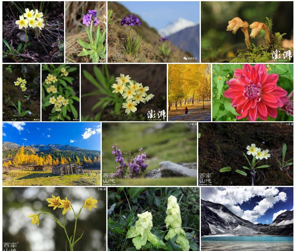 雅砻黄报春照片和图片/