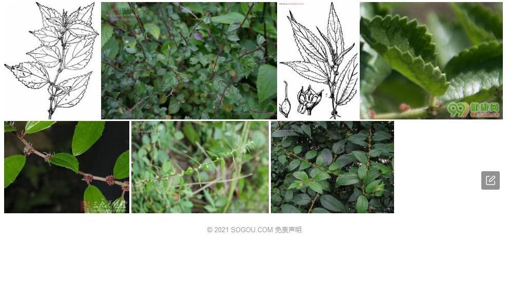 雅致雾水葛照片和图片/