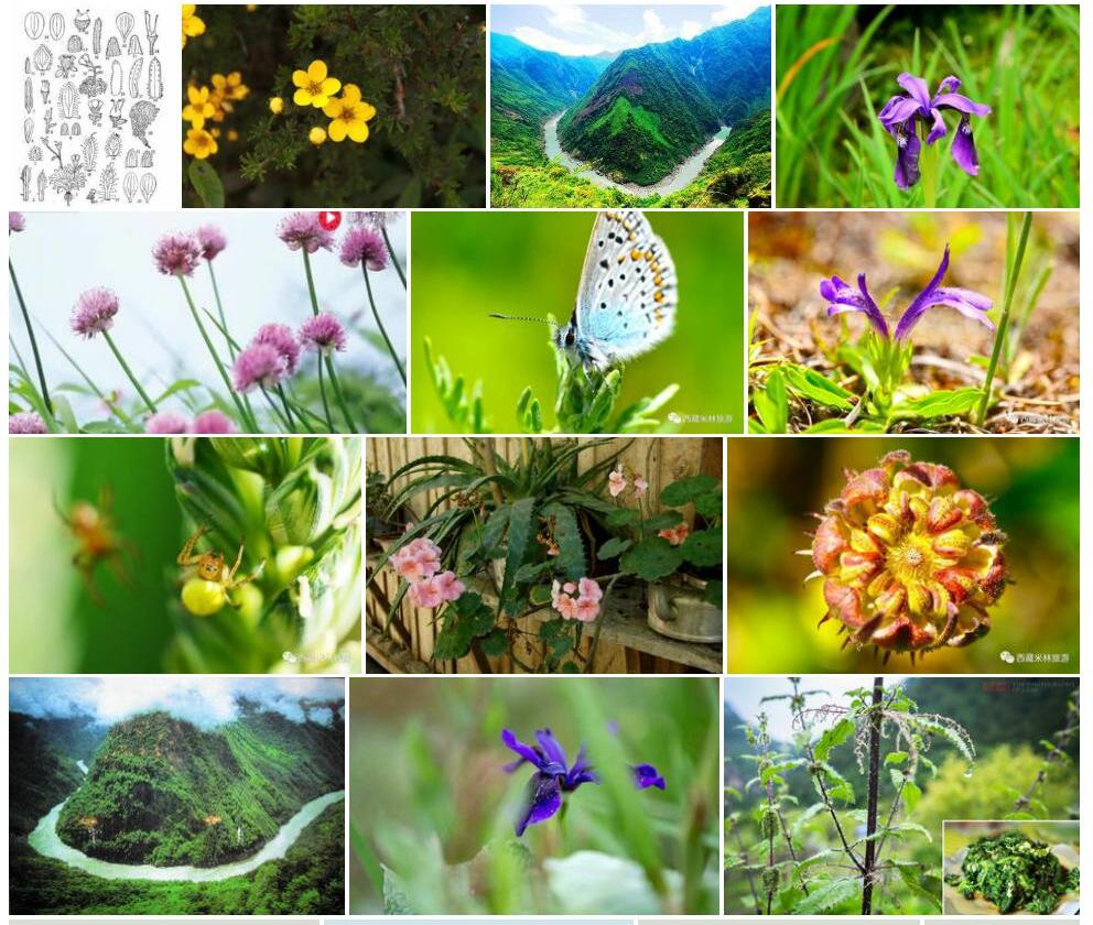 雅鲁藏布虎耳草照片和图片/