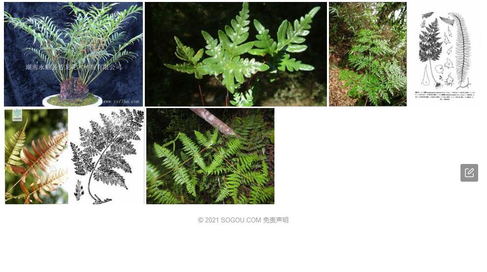 雨蕨照片和图片/