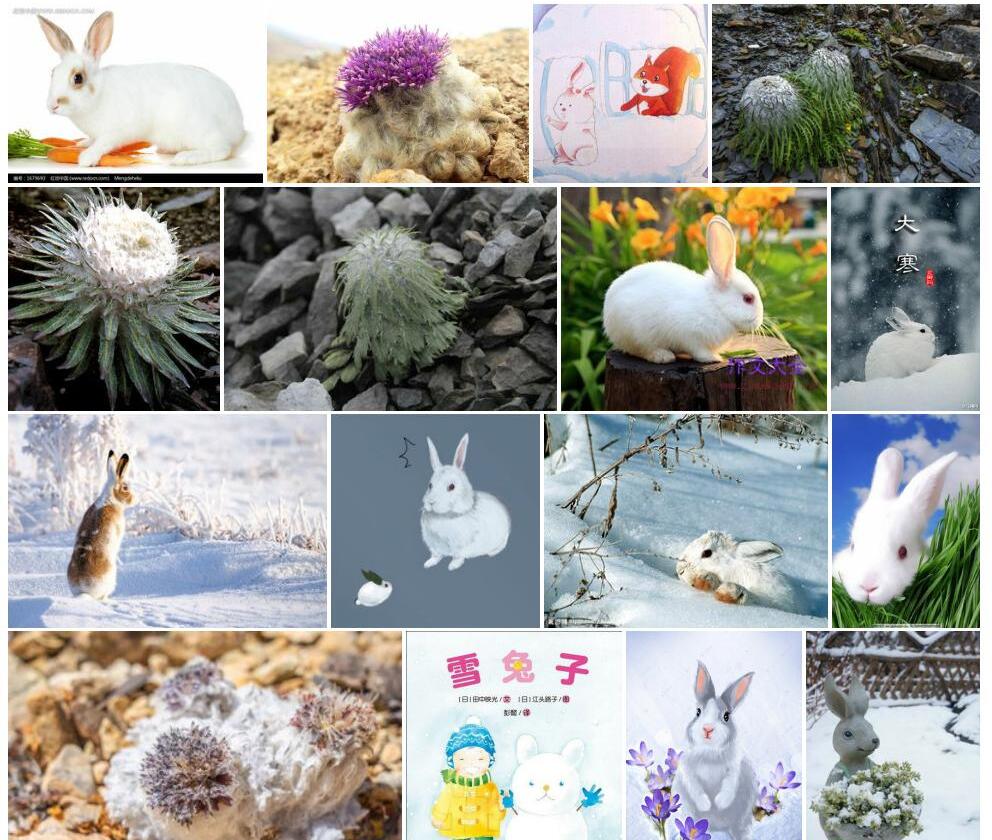 雪兔子照片和图片/