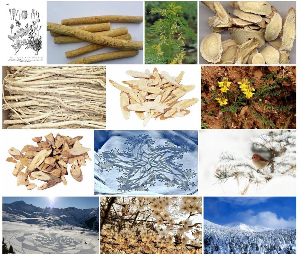 雪地黄耆照片和图片/