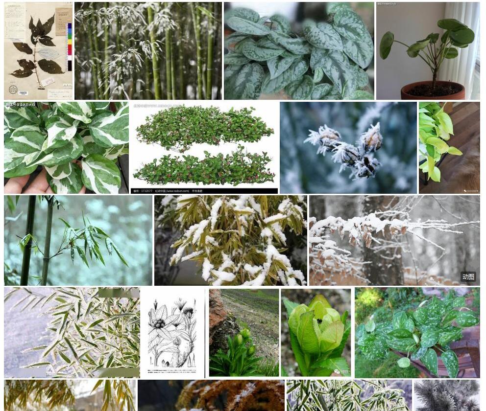雪毡雾水葛照片和图片/