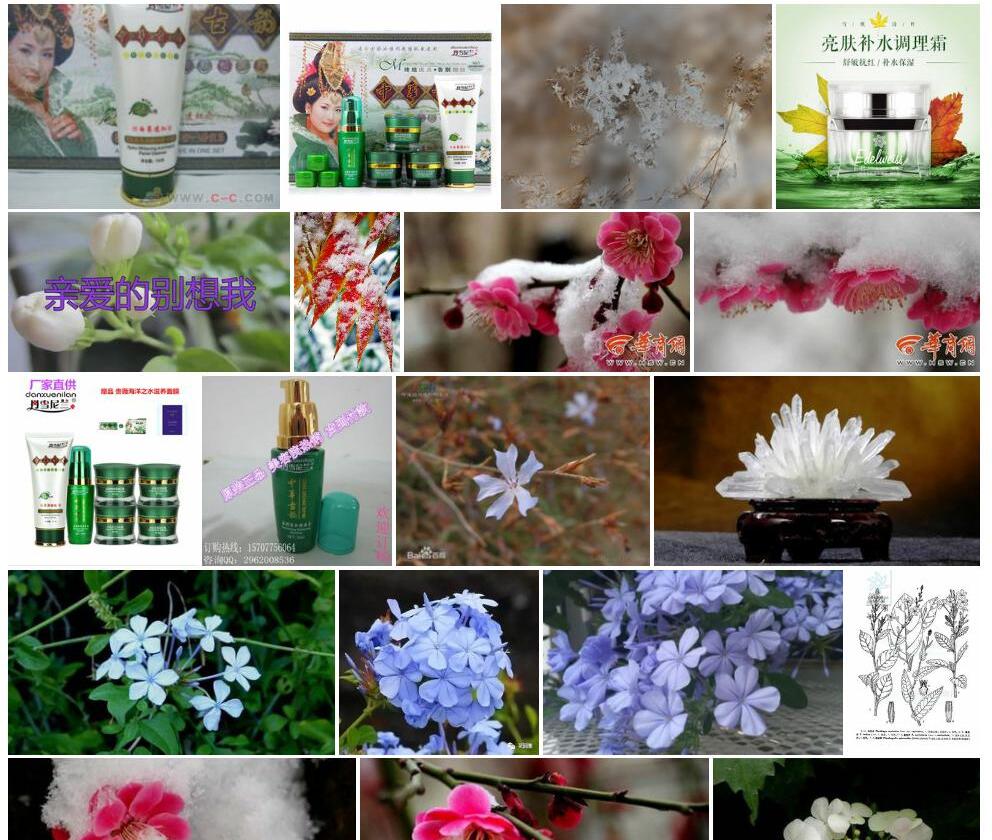 雪花丹照片和图片/