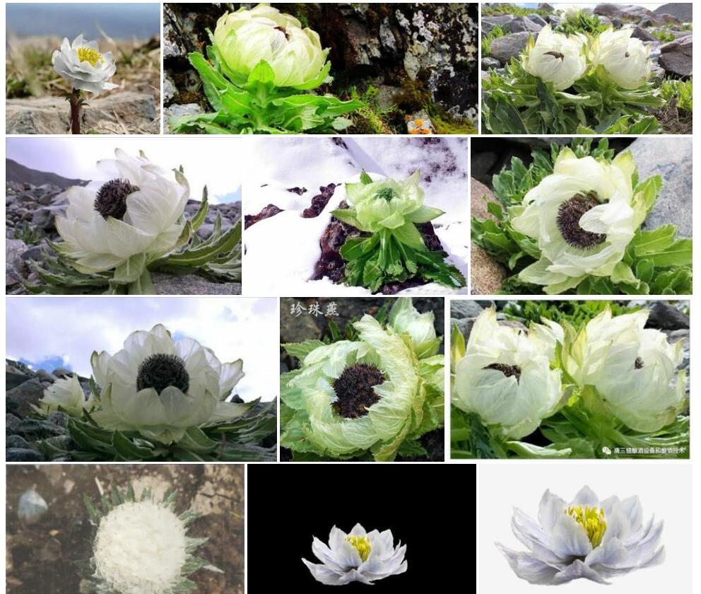 雪莲花照片和图片/