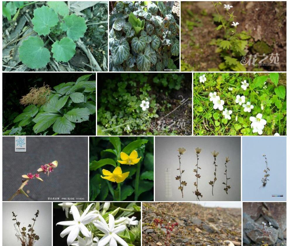 零余虎耳草照片和图片/