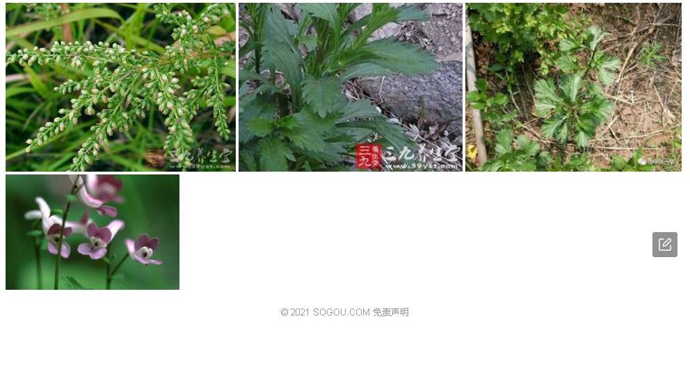 雷琼牡蒿照片和图片/
