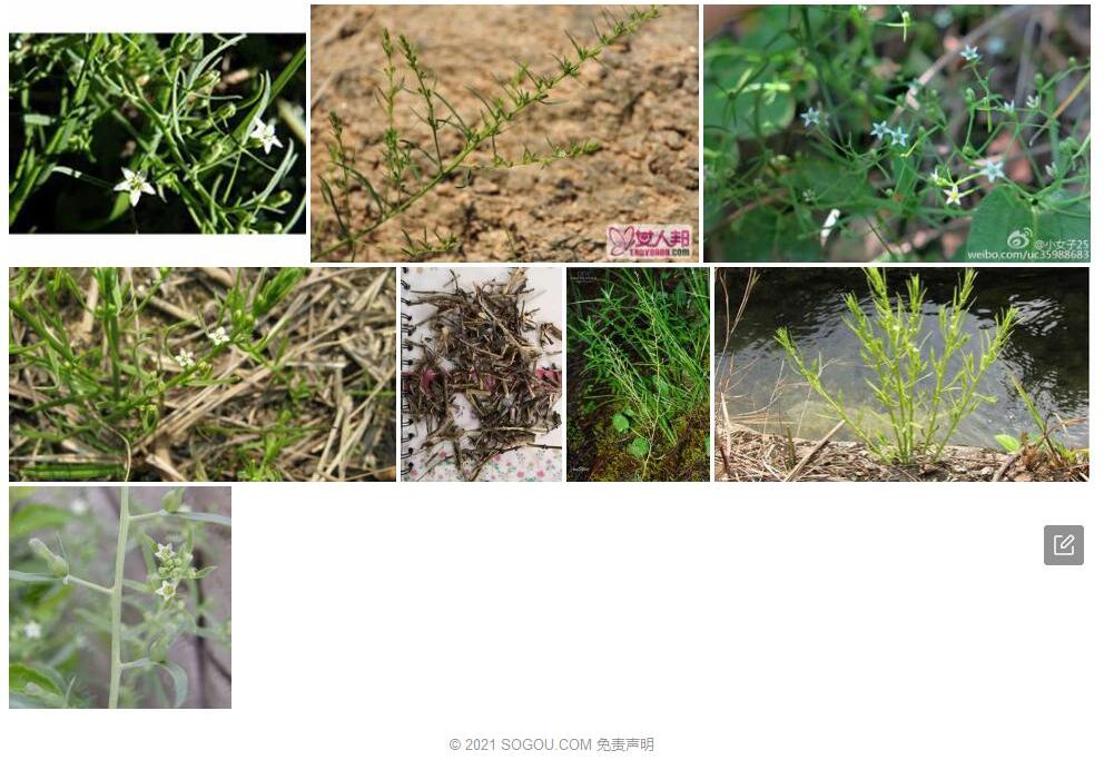 露柱百蕊草照片和图片/