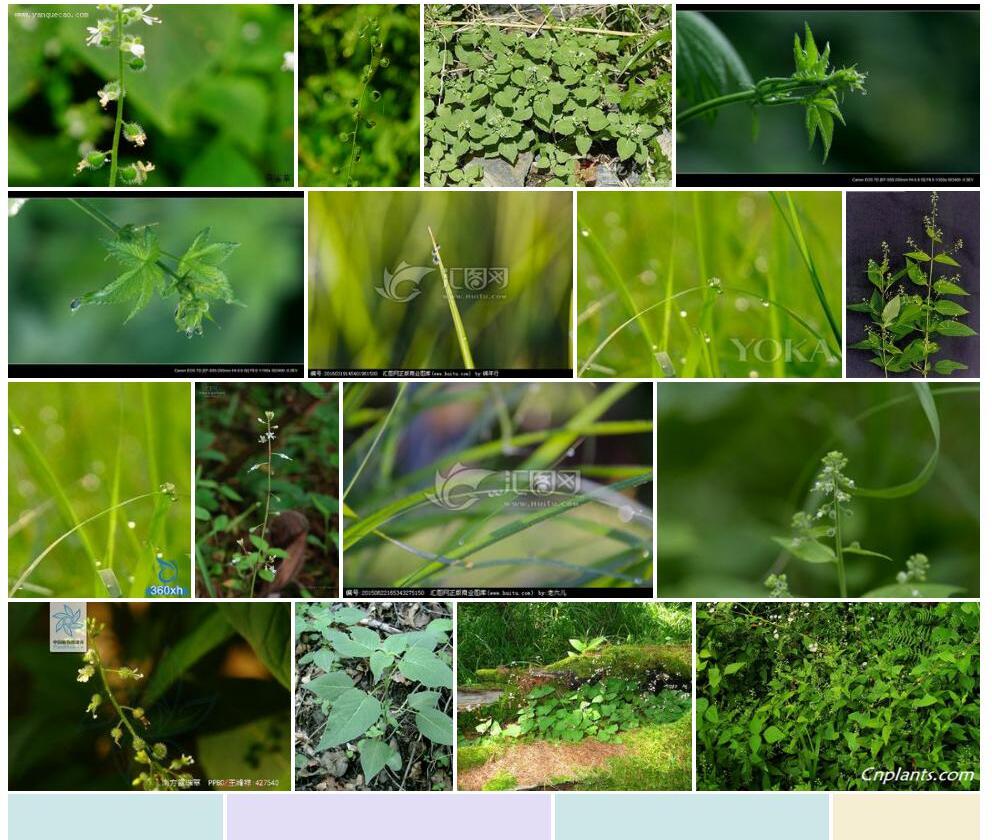 露珠草照片和图片/