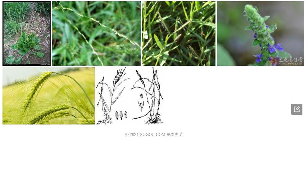 露籽草照片和图片/