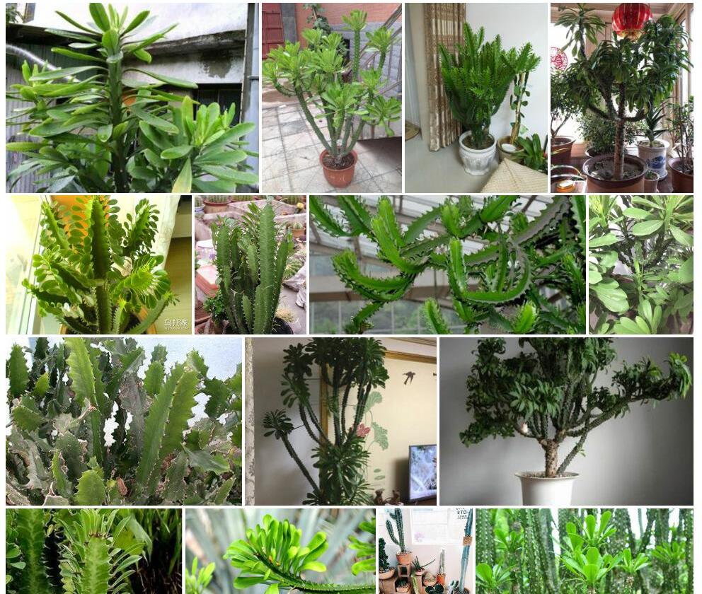 霸王鞭照片和图片/