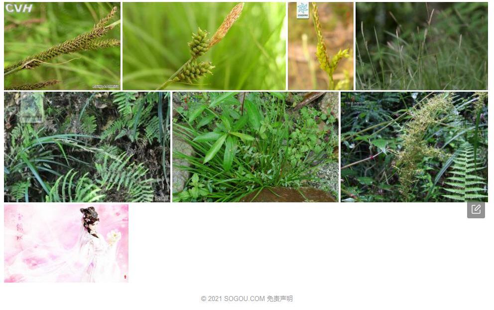 霹雳薹草照片和图片/