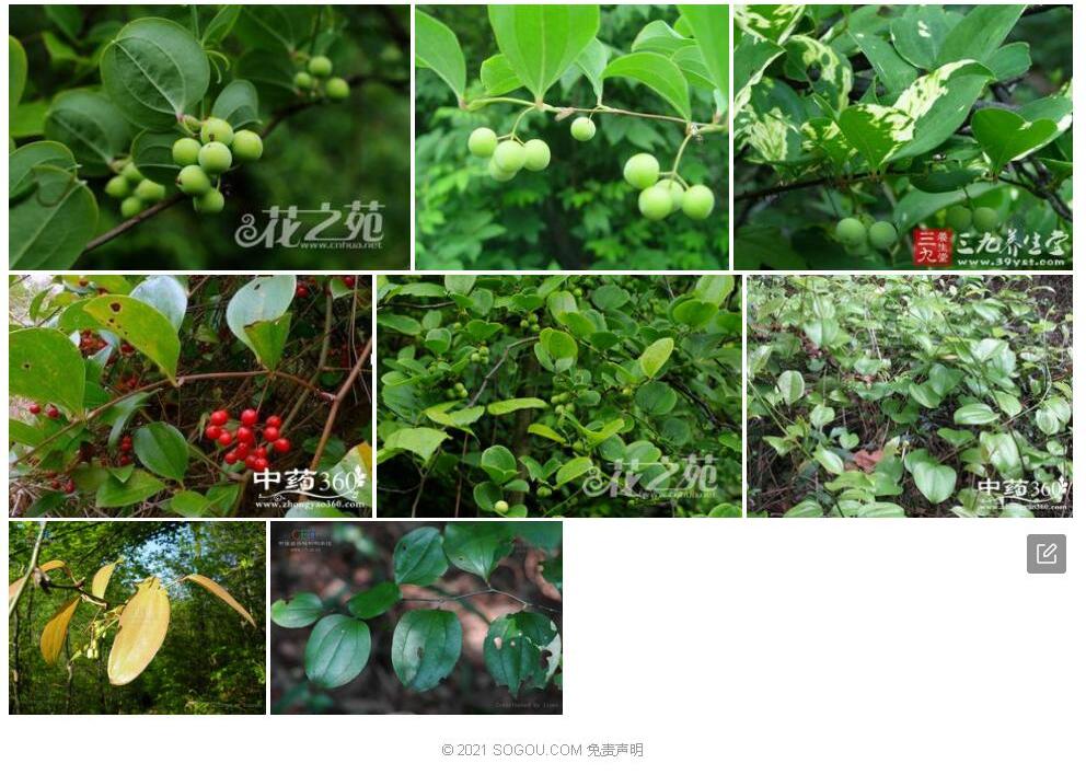 青城菝葜照片和图片/