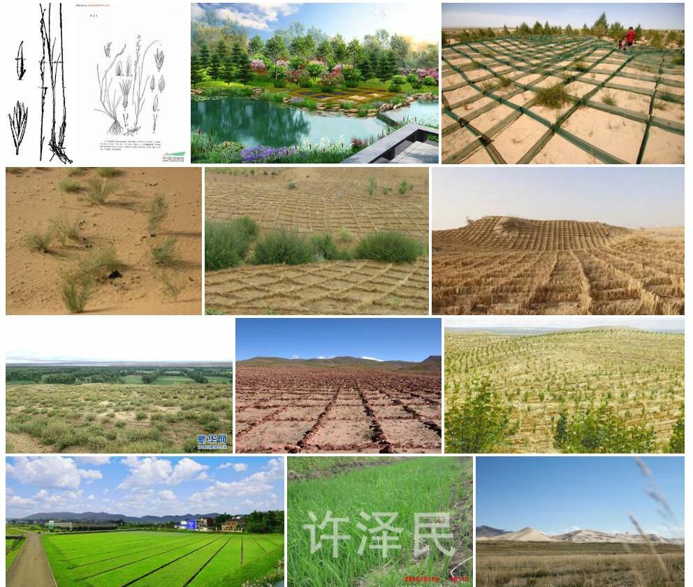 青海固沙草照片和图片/