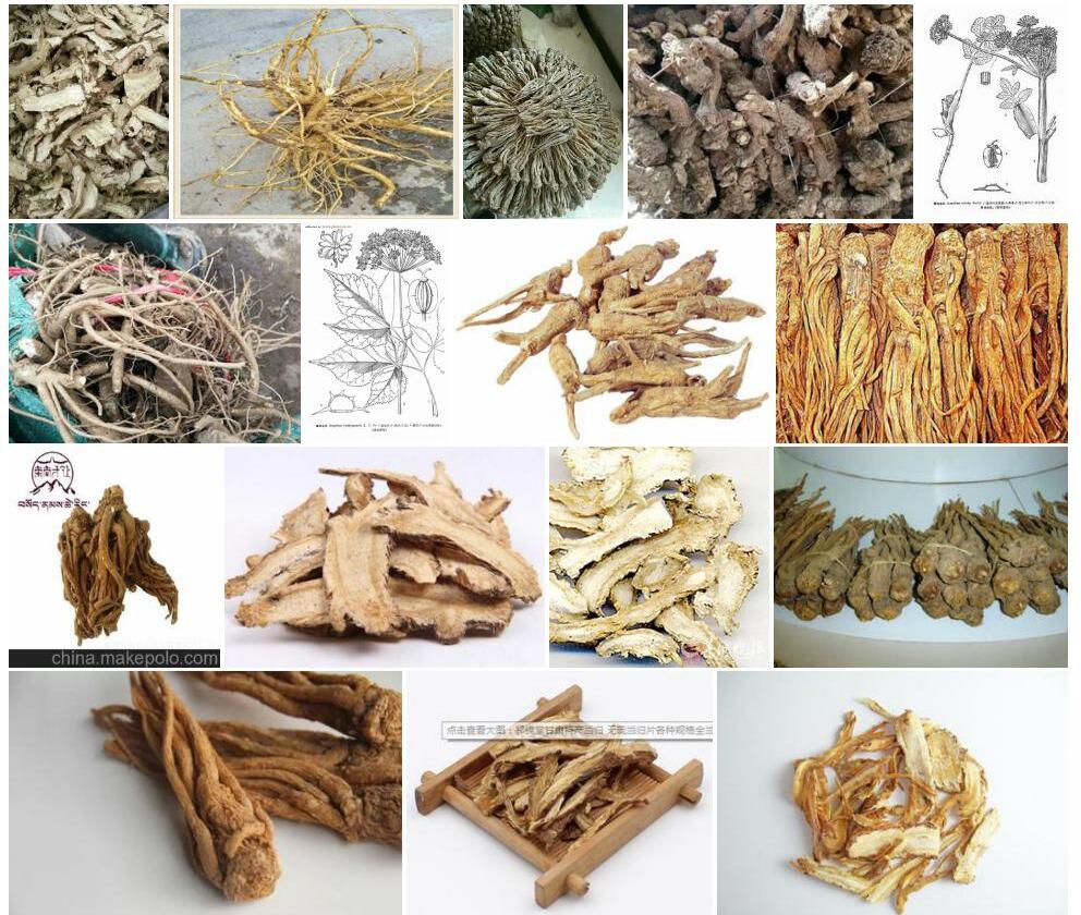 青海当归照片和图片/