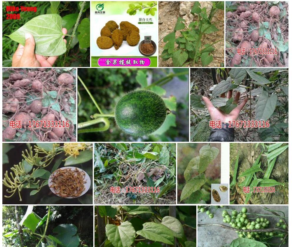 青牛胆照片和图片/