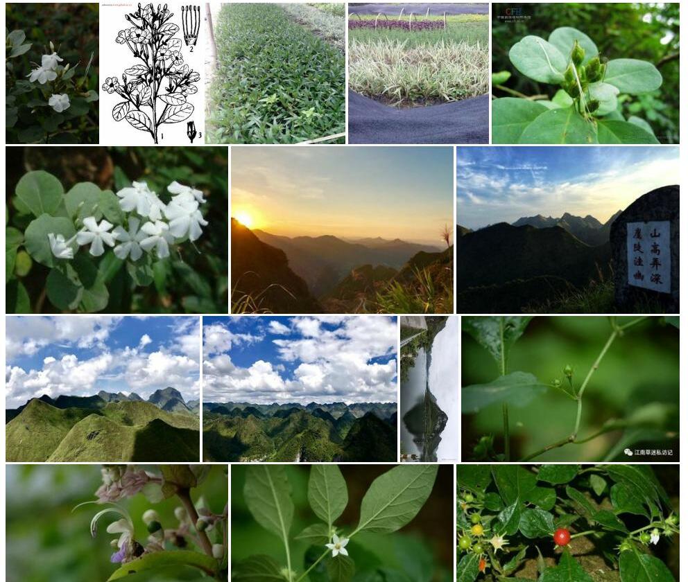 青篱柴照片和图片/