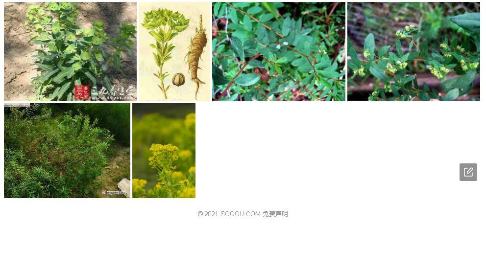 青藏大戟照片和图片/