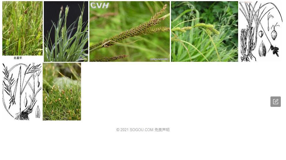青藏薹草照片和图片/