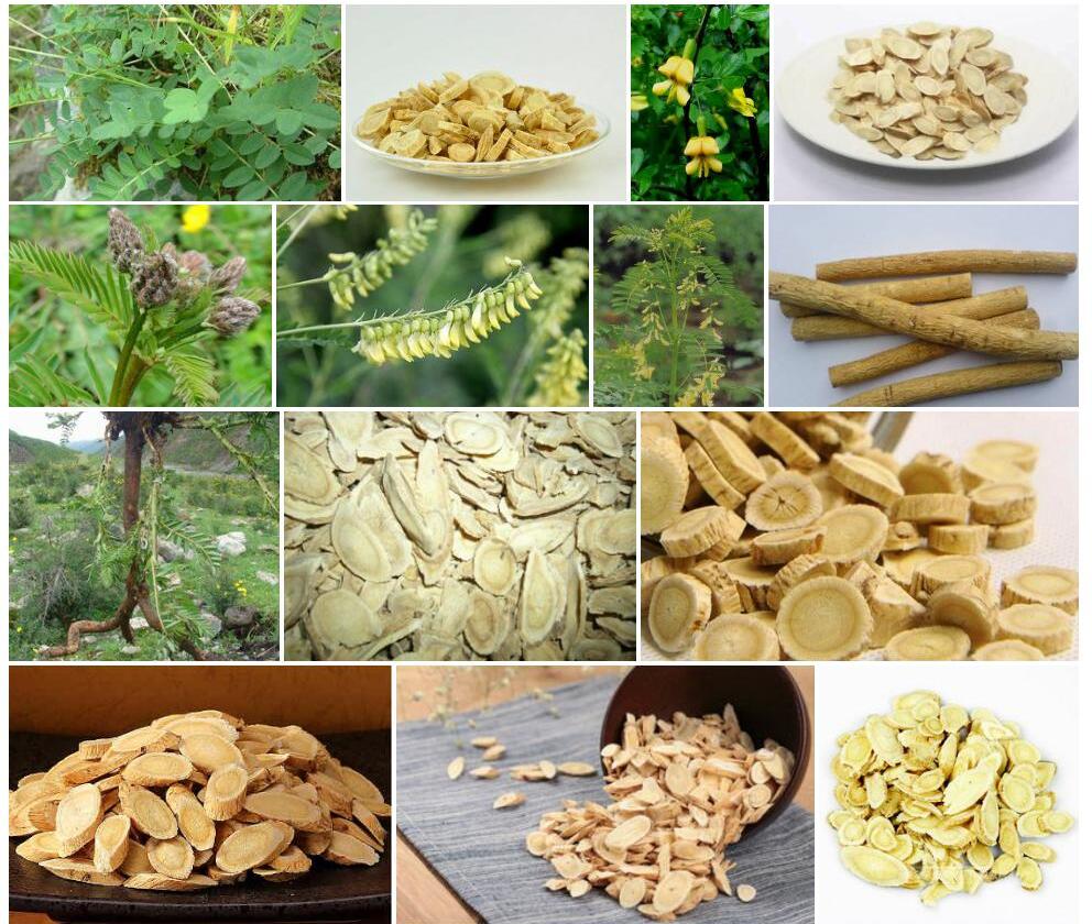 青藏黄耆照片和图片/