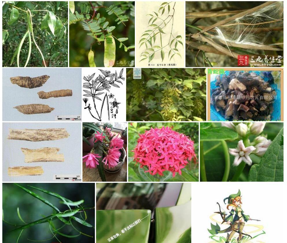 青蛇藤照片和图片/