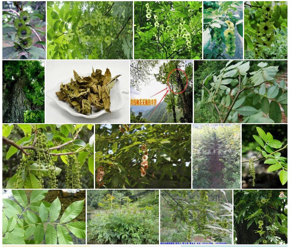 青钱柳照片和图片/