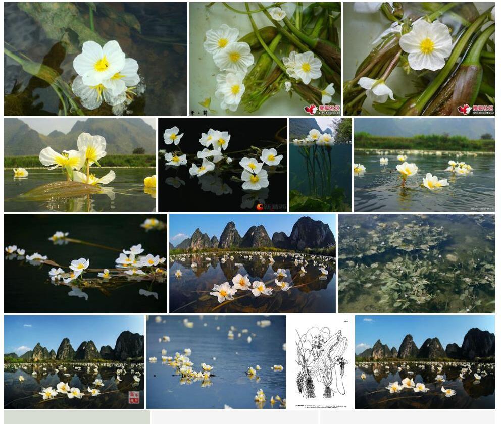 靖西海菜花照片和图片/