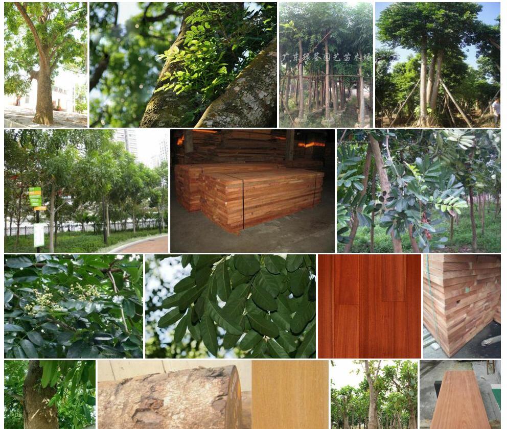 非洲楝照片和图片/